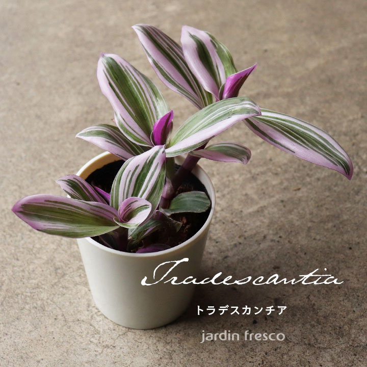 楽天市場】おしゃれ 観葉植物：トラディスカンチア セブリナ*5号 吊り