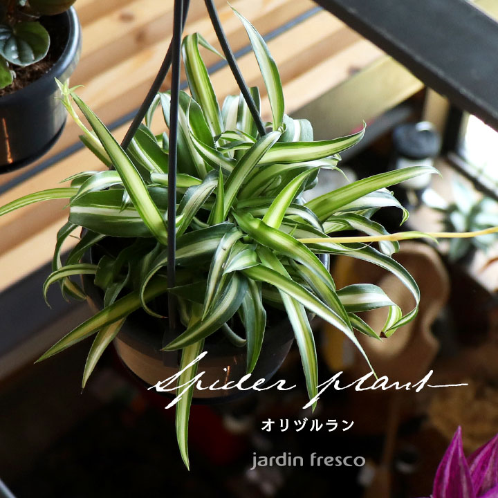 楽天市場】観葉植物/オリヅルラン：ボニー5号吊鉢 : 園芸ネット プラス