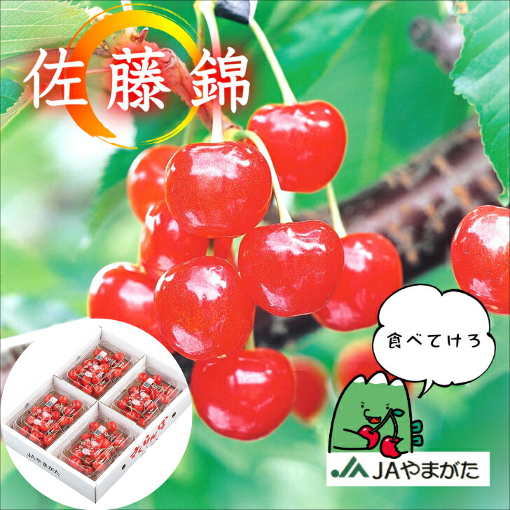 さくらんぼ 佐藤錦 180ｇ×4パック 贈答 自宅 山形 お中元 ギフト 山形農業協同組合