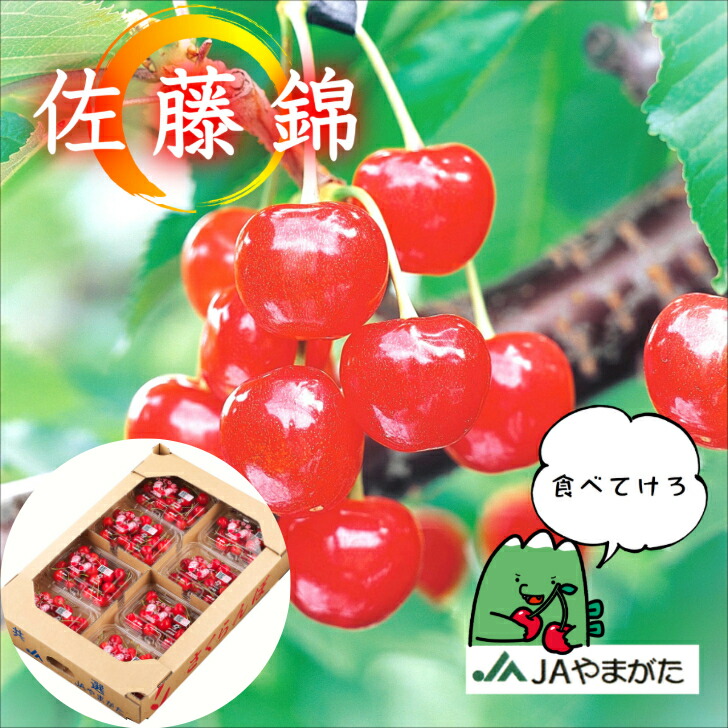 さくらんぼ 佐藤錦 180ｇ×8パック 贈答 自宅 山形 お中元 ギフト 山形農業協同組合