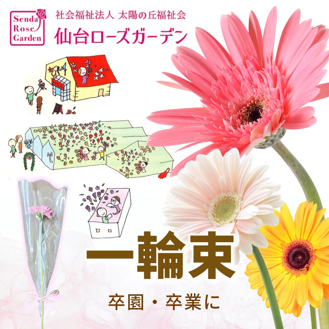 楽天市場】【生花】【さぎやま】ガーベラ バラエティMix（ジェルミニ