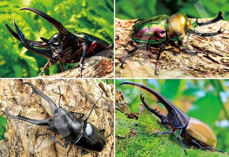 楽天市場】ジグソーパズル カブトムシとクワガタの森 300ピース