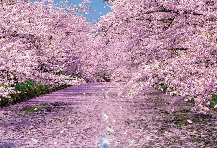楽天市場 Bev 33 184 風景 弘前公園の桜 300ピース パズル Puzzle ギフト 誕生日 プレゼント ジグソーパズルジャパン