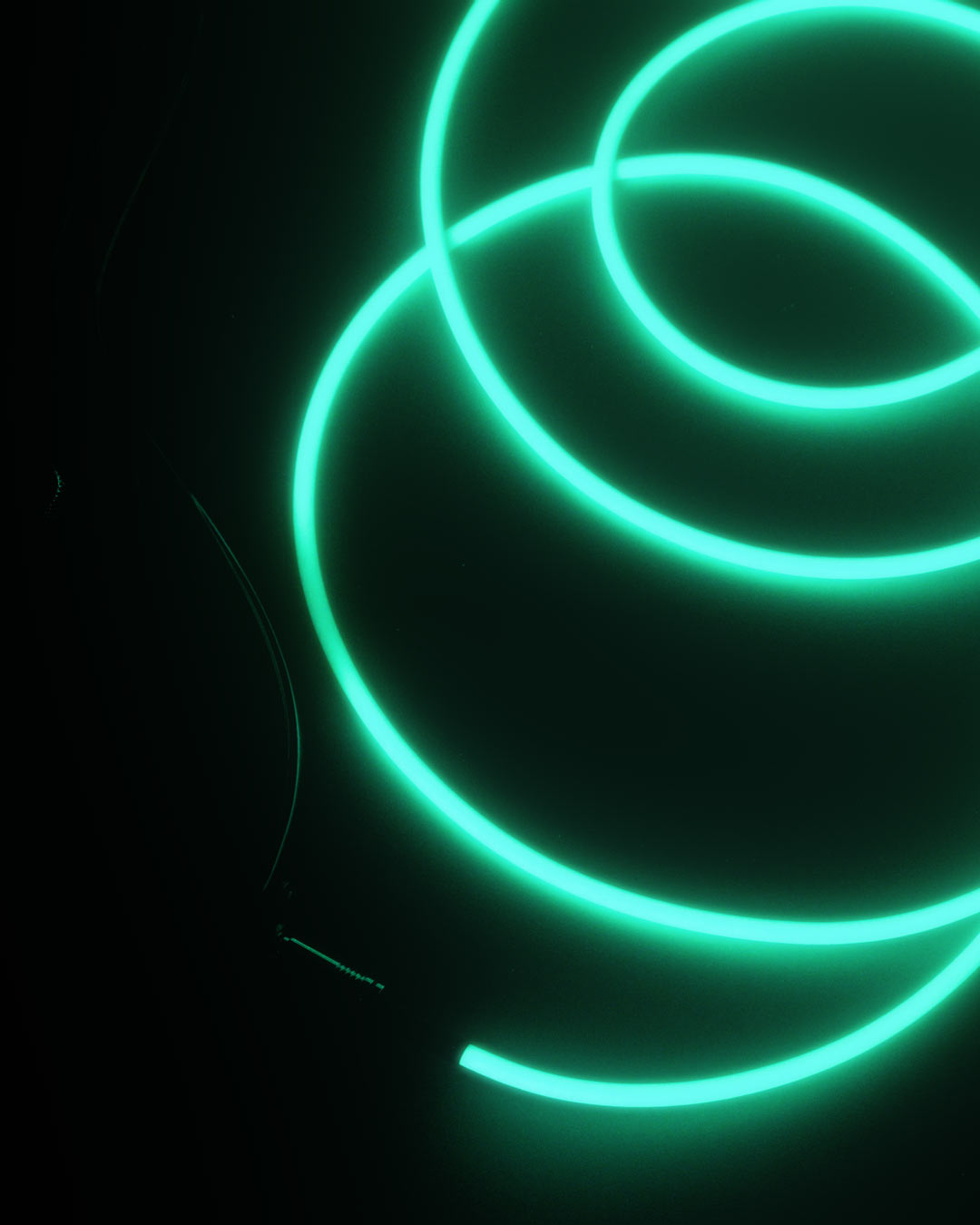 【楽天市場】ERNIE BALL Glow in Darkの通販