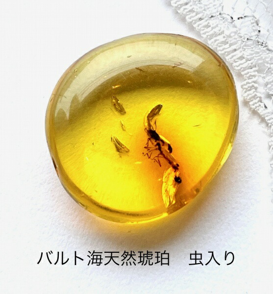 楽天市場】【天然琥珀】【虫入り琥珀】【琥珀ルース】【琥珀