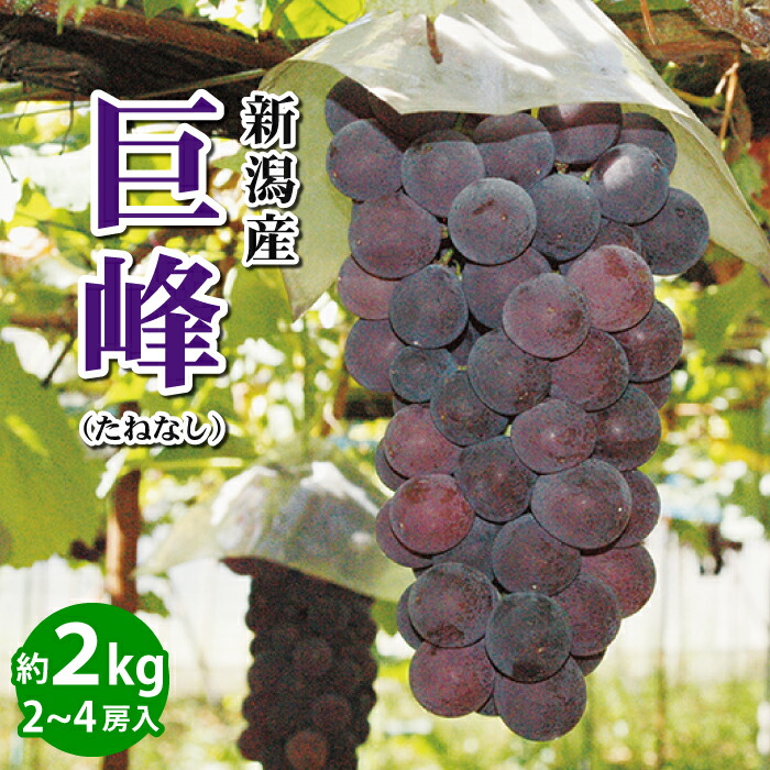 【鳥取県産】クインニーナ　糖度20度程度　2kg　ぶどう　葡萄　ブドウ　クール便 もうすぐ出荷 予約販売☆甘～い朝採りクインニーナ 1～1.2kg（2