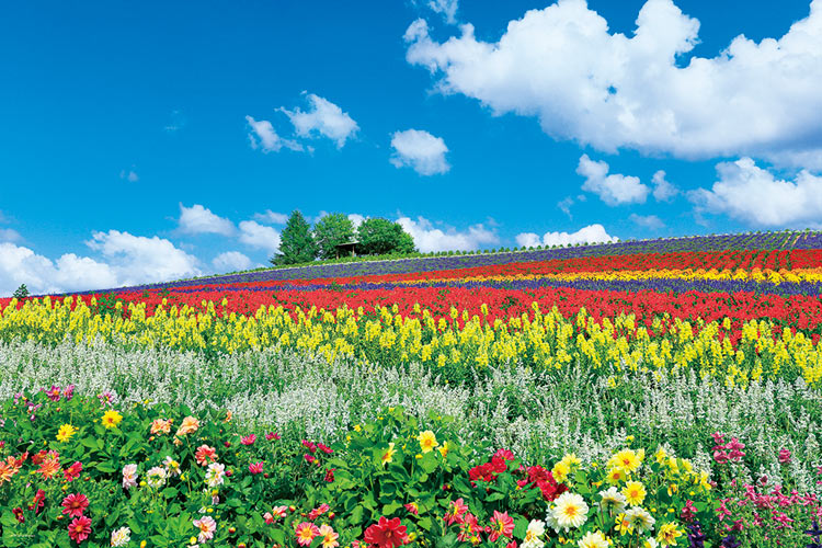 楽天市場 Yam 10 1344 風景 富良野を彩る花の丘 北海道 1000
