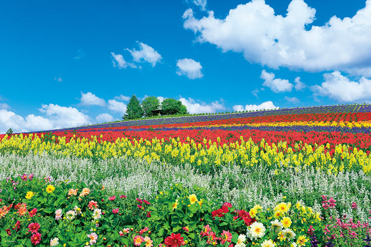 楽天市場 Yam 10 1344 風景 富良野を彩る花の丘 北海道 1000ピース ジグソーパズル パズル Puzzle ギフト 誕生日 プレゼント ジグソークラブ楽天市場店