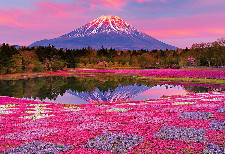 楽天市場 Bev M81 597 風景 夕陽に染まる富士 1000ピース