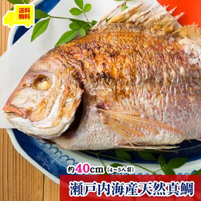【じんぼの祝い鯛】 送料無料 お食い初め セット 料理 お食い初め 鯛 お食い初め セット 料理 男の子 女の子 お食い初めセット 長寿祝い 専用飾り盆セット付 瀬戸内海産天然真鯛  お食い初め＜約40ｃｍ　4～5人前＞タイ たい まだい マダイ 天然  国産  鯛 お七夜 赤ちゃん