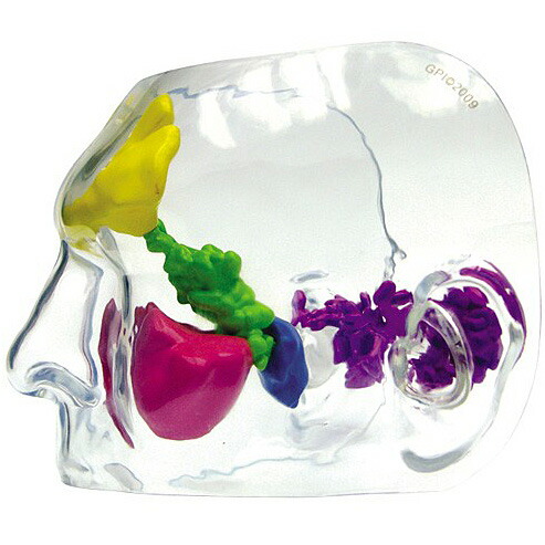人体模型 副鼻腔 鼻腔 モデル OM-GP-2851 GPI Anatomicals 透明 色分け 耳鼻咽喉科 副鼻腔炎 蓄膿症 患者説明 医学 学習用 教材 送料無料|人体百科 店