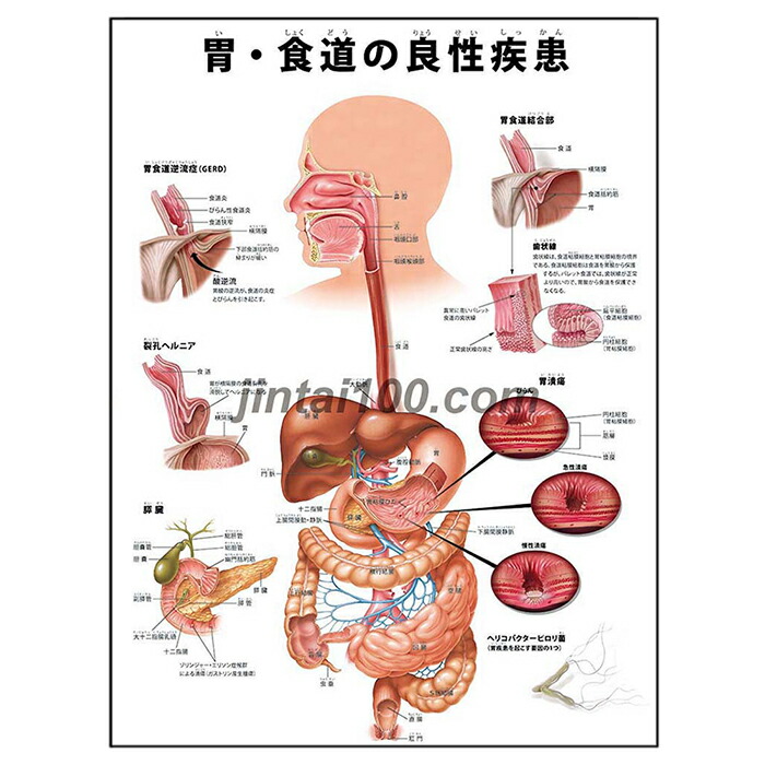 【中古品】消化器の局所解剖学 食道・胃 消化に関する10の事実
