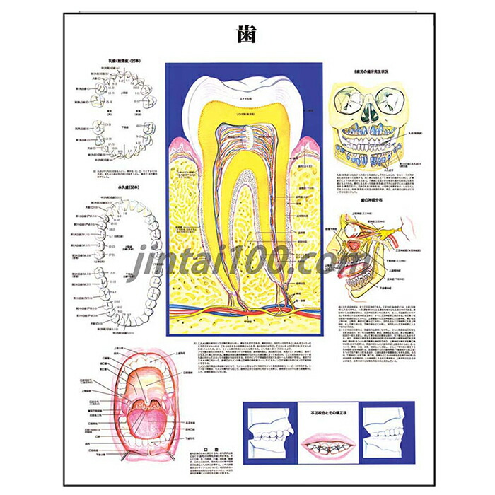 楽天市場】歯の構造 ポスター J9931P 乳歯 永久歯 むし歯歯科 デンタル