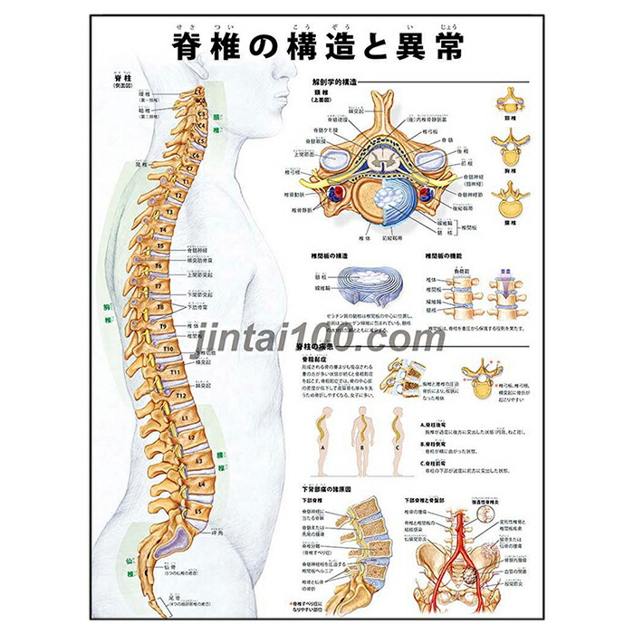 楽天市場】自律神経系 医学ポスター J8026 医学掛図 医学チャート人体