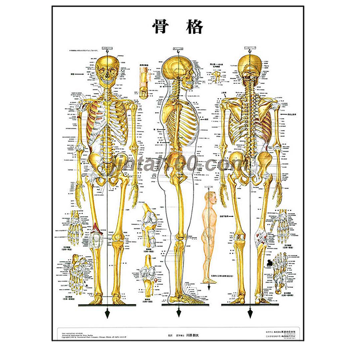 楽天市場】人体解剖学ポスター 肩関節の構造と損傷 人体解剖図 医学