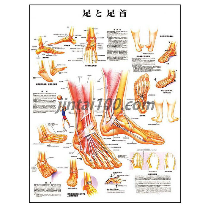 楽天市場】手と手首 人体解剖学ポスター J9790PL 人体解剖図