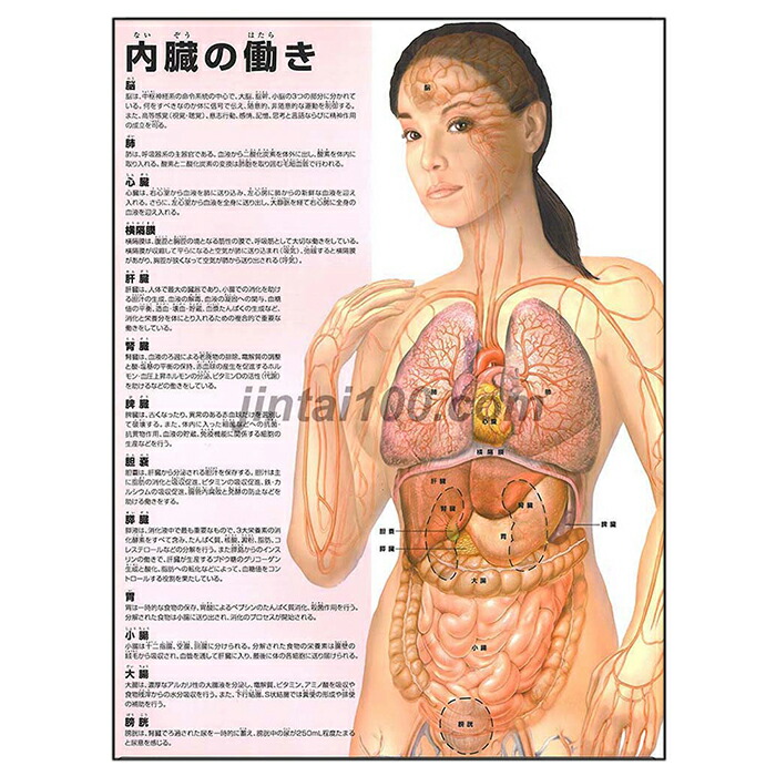 楽天市場】自律神経系 医学ポスター J8026 医学掛図 医学チャート人体