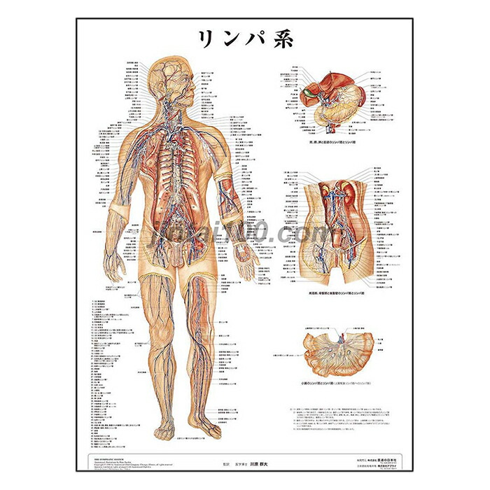 Amazon.co.jp: 図説 人体局所解剖学 頭部 川原群大 医歯薬出版