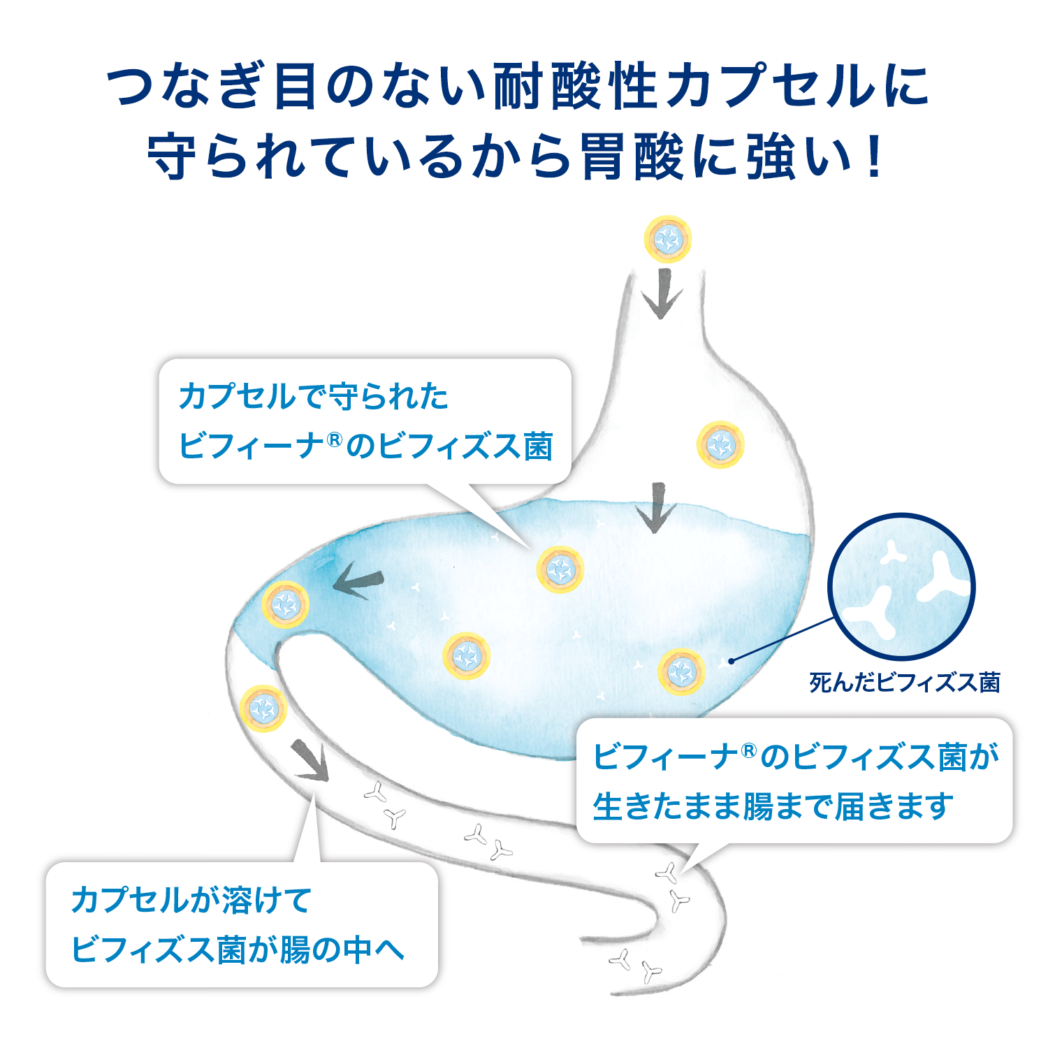 ヘルスエイドビフィーナEX(エクセレント)60日分(60袋)