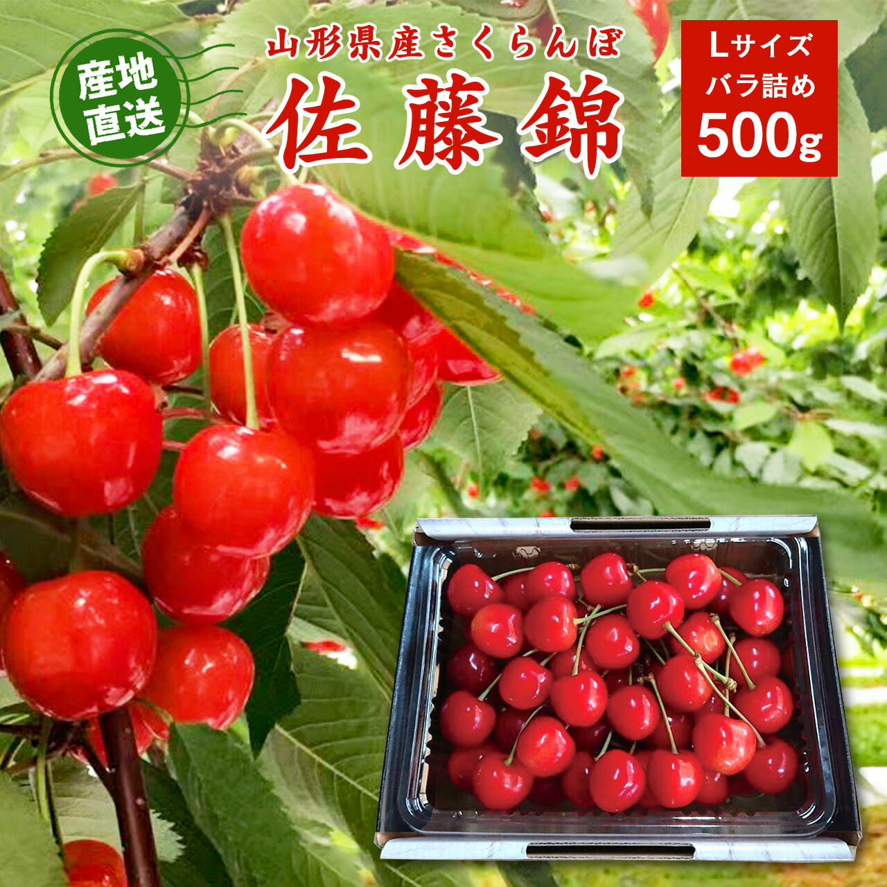 【令和7年産・先行受付】さくらんぼ 佐藤錦  Lサイズ 500g 山形県産 バラ詰め  2025年産 新鮮 朝採り 当日発送 果物 フルーツ サクランボ 桜桃 さとうにしき お取り寄せ 産直 直送 グルメ フルーツ王国 山形 ビタミンC 葉酸