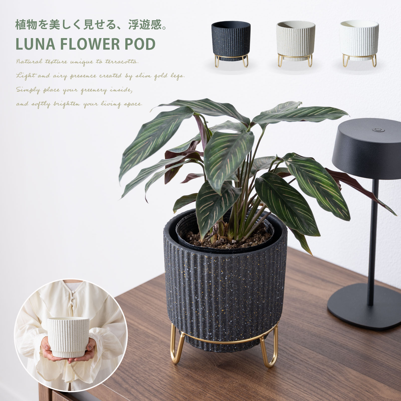 ふるさと納税】鮮やかなバラが庭を彩る 薔薇 苗 シャルロット