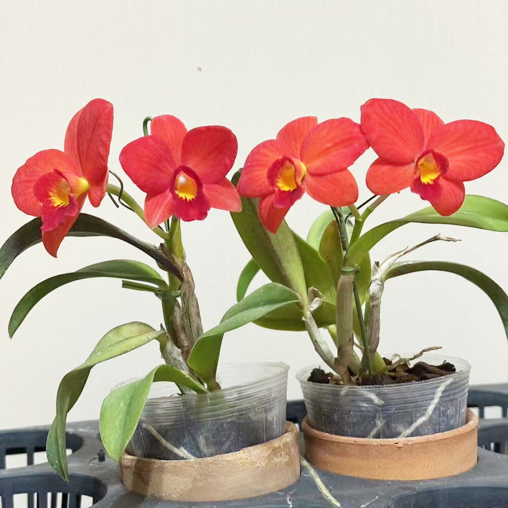 ふるさと納税 ミニ・ミディカトレア3種寄せ植え(B898-1） 和歌山県有田市 ふるさと納税ミニ・ミディカトレア3種寄せ植え（A898-1） ミニ