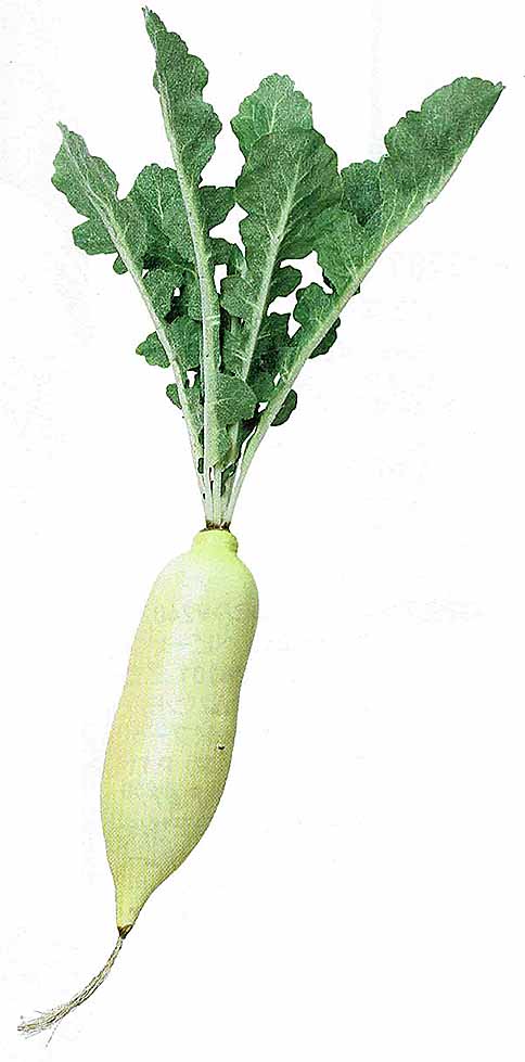 【楽天市場】【食品サンプル・果物・野菜・フルーツ・ベジタブル】ダイコン フェイクフード ディスプレイ：日本装飾造花株式会社 