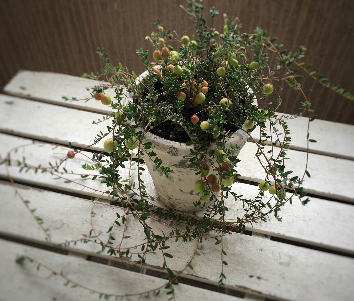 楽天市場 クランベリー鉢植え ツルコケモモ 蔓植物 日陰で育つ 実物 ジュジュ フラワーズ