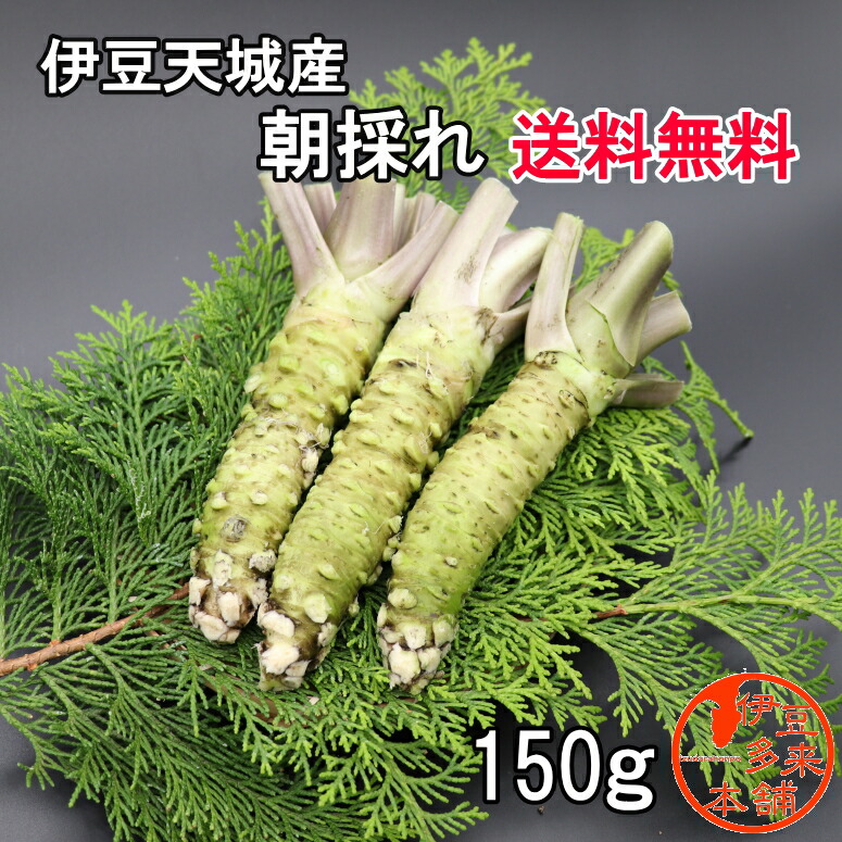楽天市場】【限定販売】伊豆天城産真妻生わさび1本（40g〜70g）※お届け