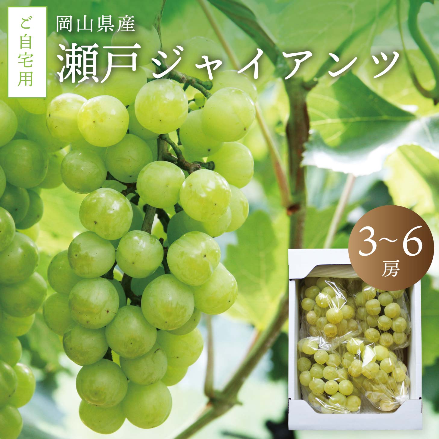 瀬戸ジャイアンツ ぶどう 岡山 訳あり 9月下旬以降発送予定 種なし 産直 果物 くだもの ブドウ ご自宅用 2kg前後 3~6房 送料無料  北海道沖縄一部地域配送不可