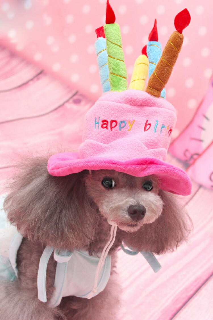 楽天市場 Newデザイン 犬用お誕生日パーティ帽子 犬帽子 ハッピーバースデーハット バースディ かぶりもの 仮装 コスプレダックス チワワ プードル ドッグウェア 犬の洋服 クリスマス 正月 お歳暮 新年 パーティー プレゼント ギフト 祝い Ra Js U S A 楽天市場 Newデザイン 犬用お誕生日パーティ帽子 犬帽子 ハッピーバースデーハット バースディ かぶりもの 仮装 コスプレダックス チワワ プードル ドッグウェア 犬の洋服 クリスマス 正月 お歳暮 新年 パーティー プレゼント ギフト 祝い Ra Js U S A