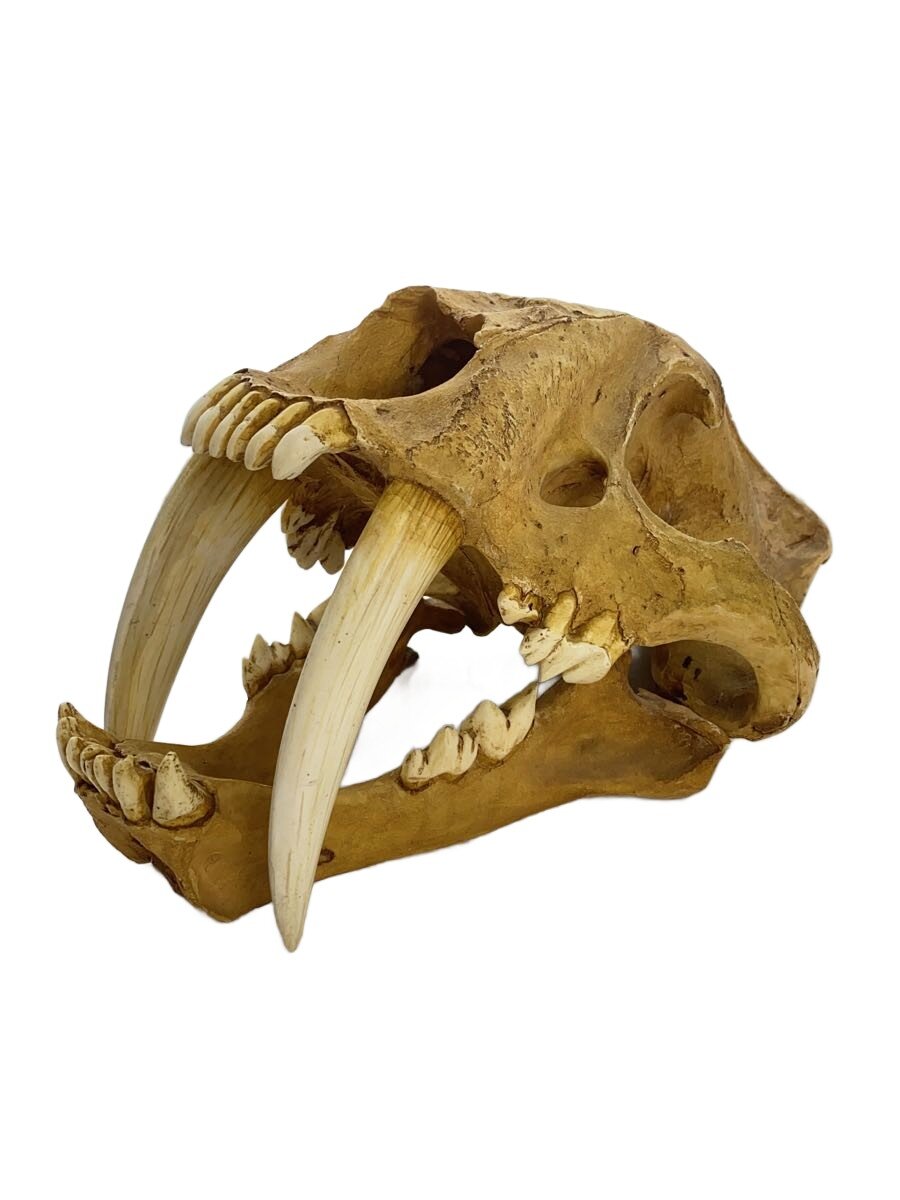 楽天市場】先史時代 サーベルタイガー・キャット頭骸骨のレプリカ