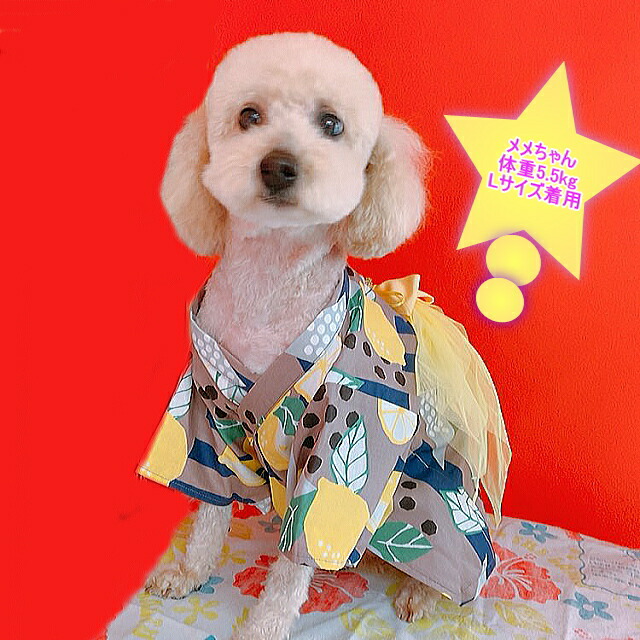 クーポン配布中 猫 帯がおしゃれなレモン柄ゆかた ゆかた 犬 ユカタ 送料無料 浴衣 動画あり きゃんナナ 服 犬服 女の子