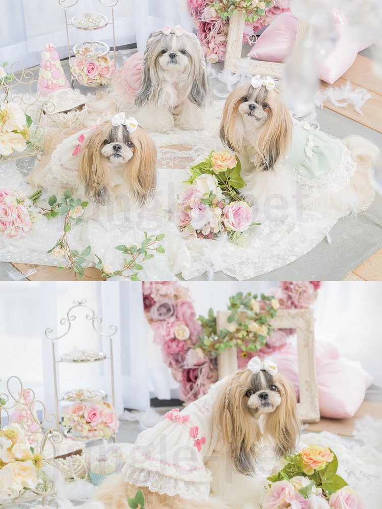 セール Sale 動画あり 犬の秋冬服新作 きゃんナナ ローズロマンティックワンピース Ss Llサイズ犬服 冬物ウェア レースドレス ミント ピンク ホワイト 犬のドレス 犬のワンピース Aix47 Origines66 Fr