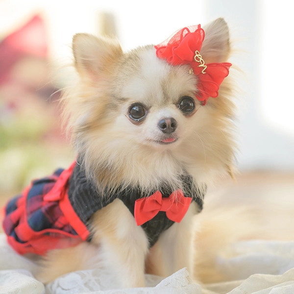 楽天市場】猫 犬アクセ 犬のアクセサリー 犬のリボン CanNana 【きゃん