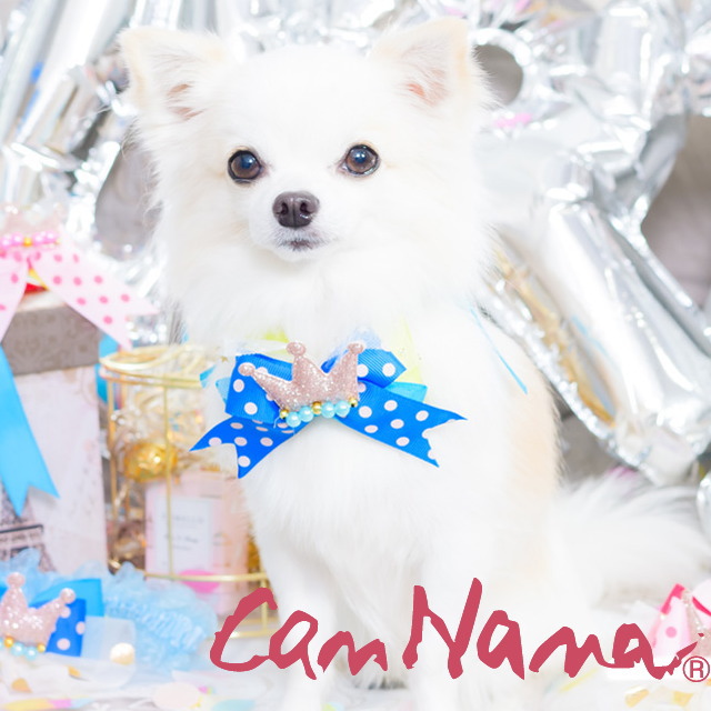 楽天市場】ポイント5倍！【お得なクーポン配布中】犬服 新作 CanNana 【きゃんナナ】バースディシュシュアクセ SS-Lサイズチョーカー アクセ  王冠 クラウン 誕生日 プレゼント イベント メール便対応商品 犬の服 : 犬服通販＊じゃんぐるぺっと