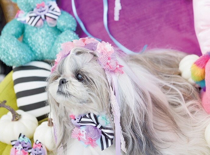 国内外の人気 クーポン配布中 猫 犬アクセ 犬のアクセサリー 犬のリボン Cannana きゃんナナ ハロウィンヘッドドレス Hd 003 犬のアクセヘアリボン 髪飾り アクセ メール便対応 ハロウィーン 犬のヘアバンド ピンク ブルー Whitesforracialequity Org