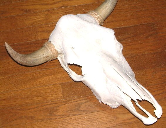 楽天市場】アメリカ直輸入 ウェスタン 雑貨 本物 【カウスカル】 牛