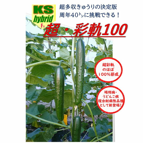 超彩軌100 350粒 黄瓜 胡瓜 きゅうり【朝日アグリア 種 たね タネ 】【原則として5倍 5のつく日は尖んがり10倍客体外商いもの尖んがり3倍固着させる商いもの】