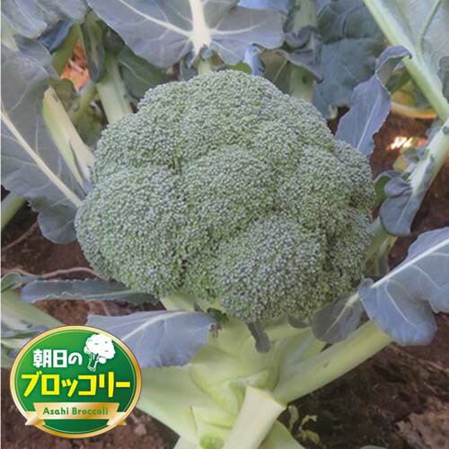 【匿名発送】ブロッコリーコート種子（クリア）5000粒 楽天市場】【有効期限2026年9月末】 ブロッコリー 種 おはよう