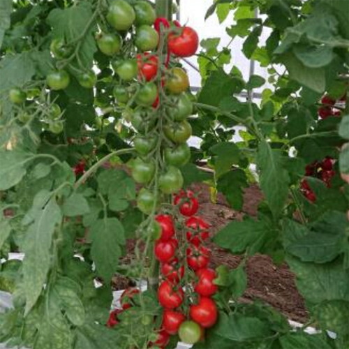 リリカ(AS-374) 1000粒 赤なす とまと 蕃茄【朝日アグリア 種 たね タネ 】【原則として5倍 5のつく日は尖んがり10倍客体外商いもの尖んがり3倍固着させる商いもの】