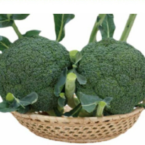 【匿名発送】ブロッコリーコート種子（BL-456 ）5000粒 楽天市場】BL-456 5000粒(Lコート) ブロッコリー 【ブロリード