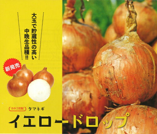 イエロードロップ 2dl 玉ねぎ たまねぎ 玉葱 タマネギ【カネコ種苗 種 たね タネ 】【通常5倍 5のつく日はポイント10倍】