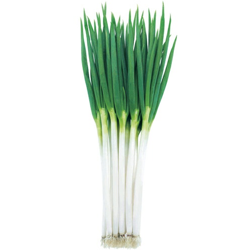 ねぎこさま専用 楽天市場】時宗 コート2L5000粒 葱 ネギ ねぎ【武蔵野種苗 種 たね