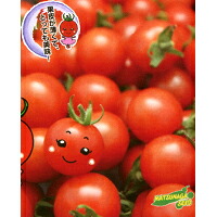 まゆか ミニトマト 1000粒 松永交配 【松永種苗 種 たね タネ】【通常5倍 5のつく日はポイント10倍】|全国種苗出荷センター