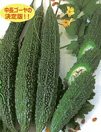 グリーンレイシブランド 2000粒 苦瓜 ニガウリ 松永育成 【松永種苗 種 たね タネ】【通常5倍 5のつく日はポイント10倍】|全国種苗出荷センター