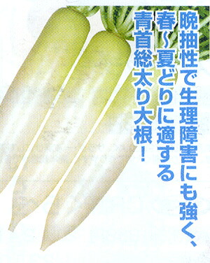 YR萌ひびき(もえひびき) 厚地の外套5000粒 大根役者 清白 だいこん 宇治掛け合わせ  【丸種 種 たね タネ】【押し並べて5倍 5のつく日は尖んがり10倍客体外商いもの尖んがり3倍くっ付ける商いもの】