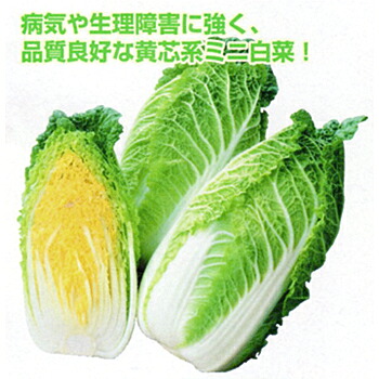 ミニ頼黄50(らいおう) 20ml詰 白菜 ハクサイ はくさい 宇治交配 【丸種 種 たね タネ】【通常5倍 5のつく日はポイント10倍対象外商品ポイント3倍固定商品】