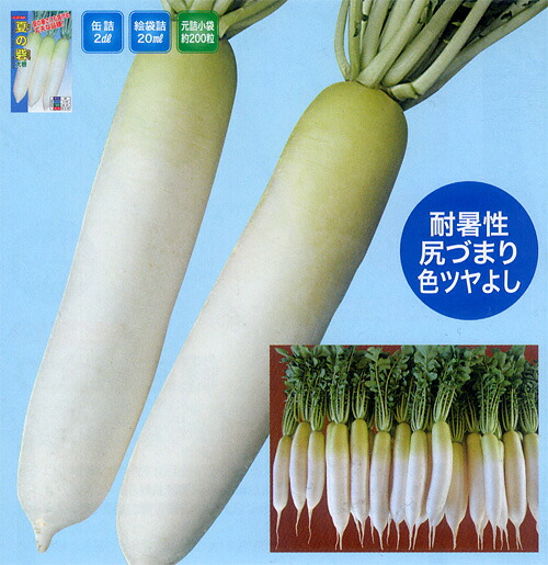 *夏の砦 3L厚地の外套5000粒入 大根役者 清白 だいこん【ナント 種 たね タネ】【押し並べて5倍 5のつく日は尖んがり10倍】