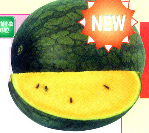 楽天市場】サマーオレンジミドル 200粒 スイカ すいか 西瓜